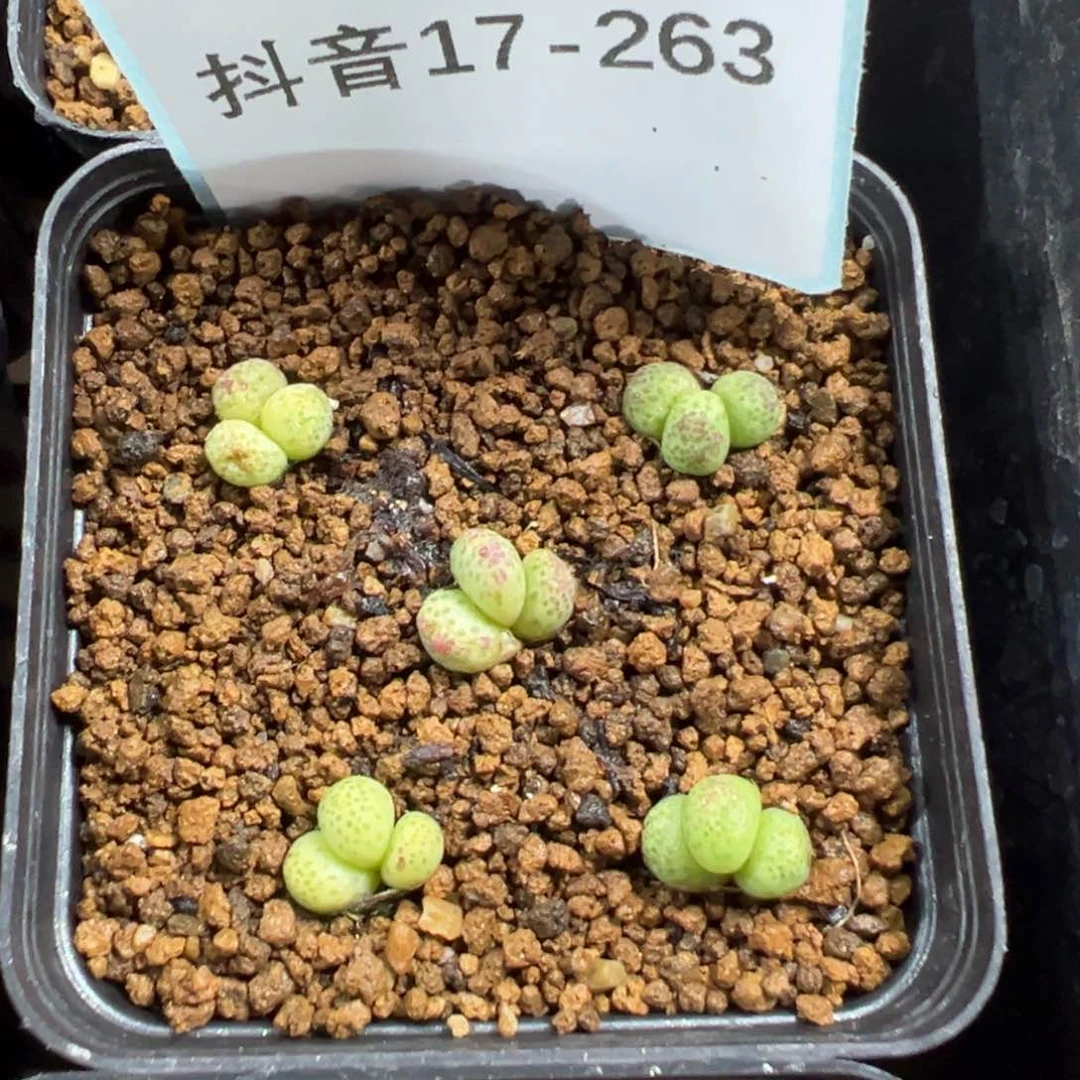 17-263量拍草莓斑马5颗