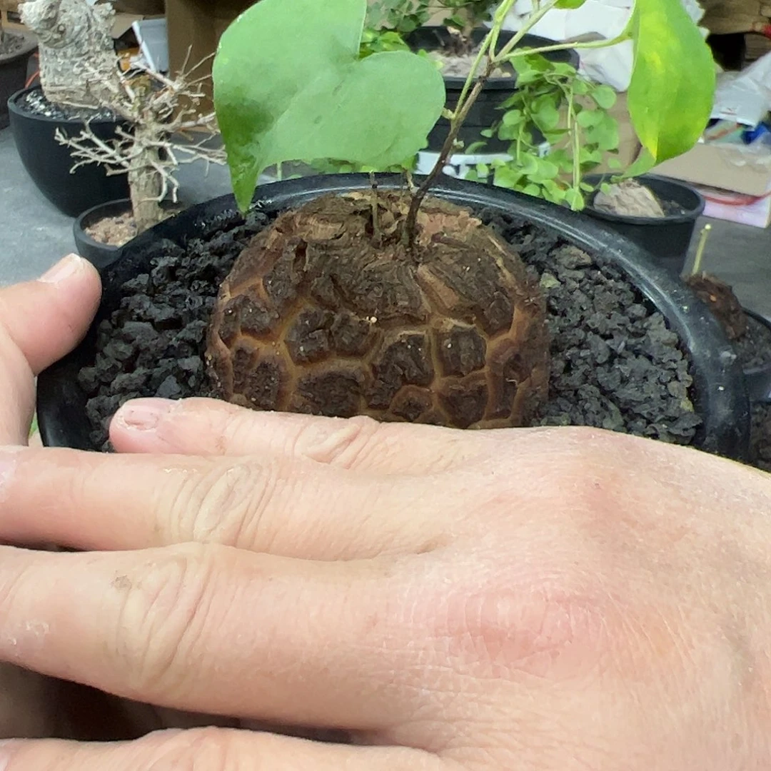 @*斌龟甲龙88877888888