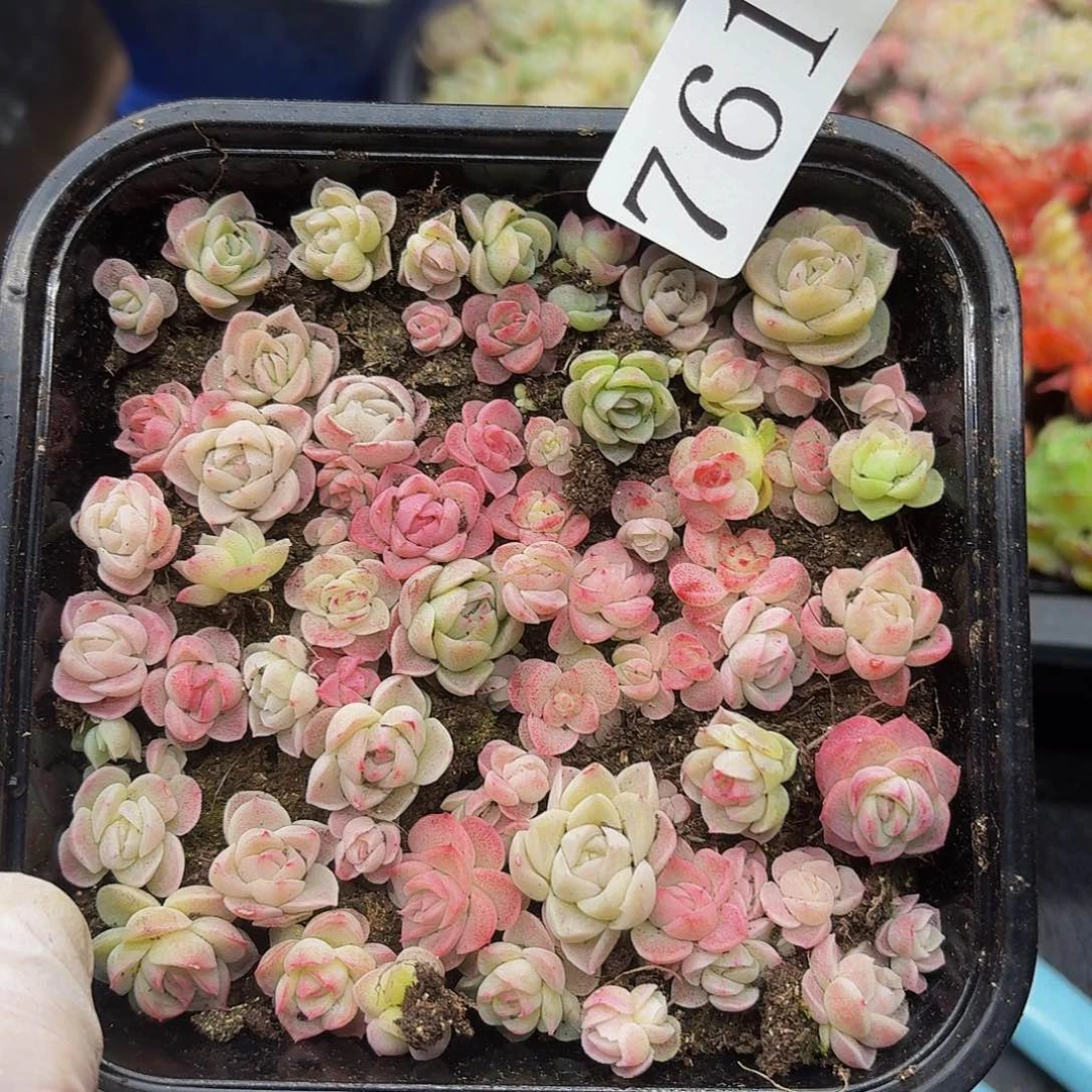 多肉植物多肉植物761