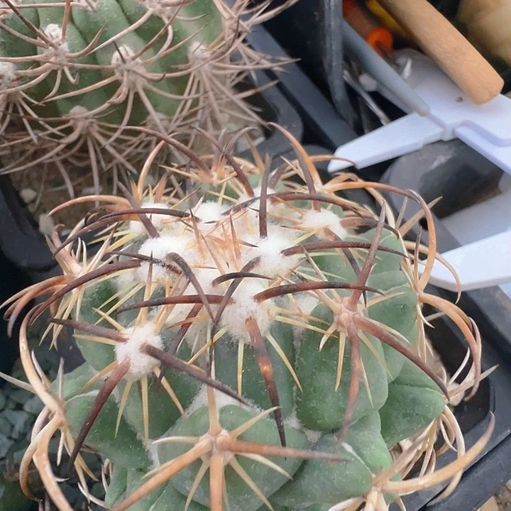 钢钉。 苗接落地自根出根芽。