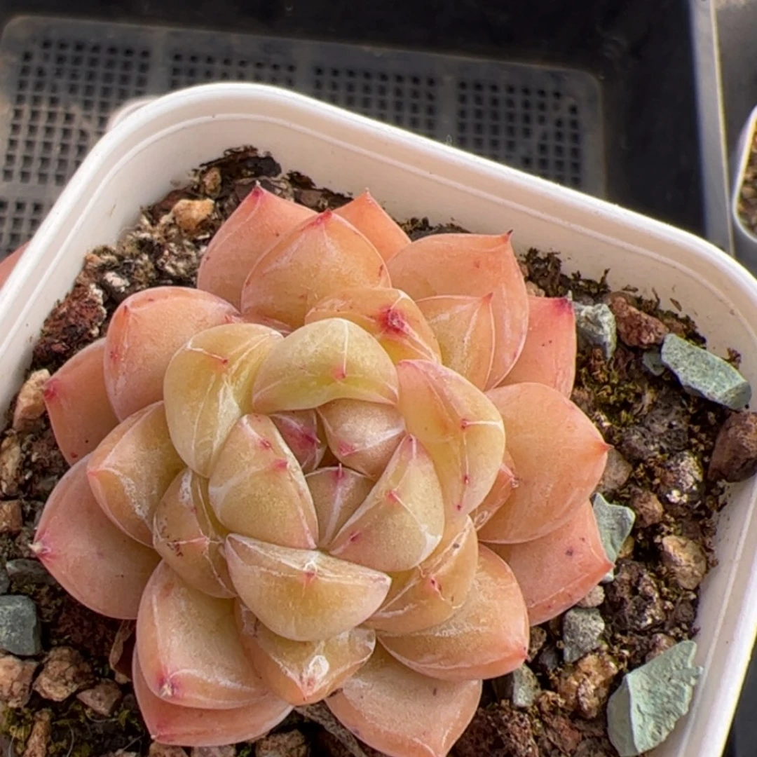 ?****?044 多肉植物组合盆栽