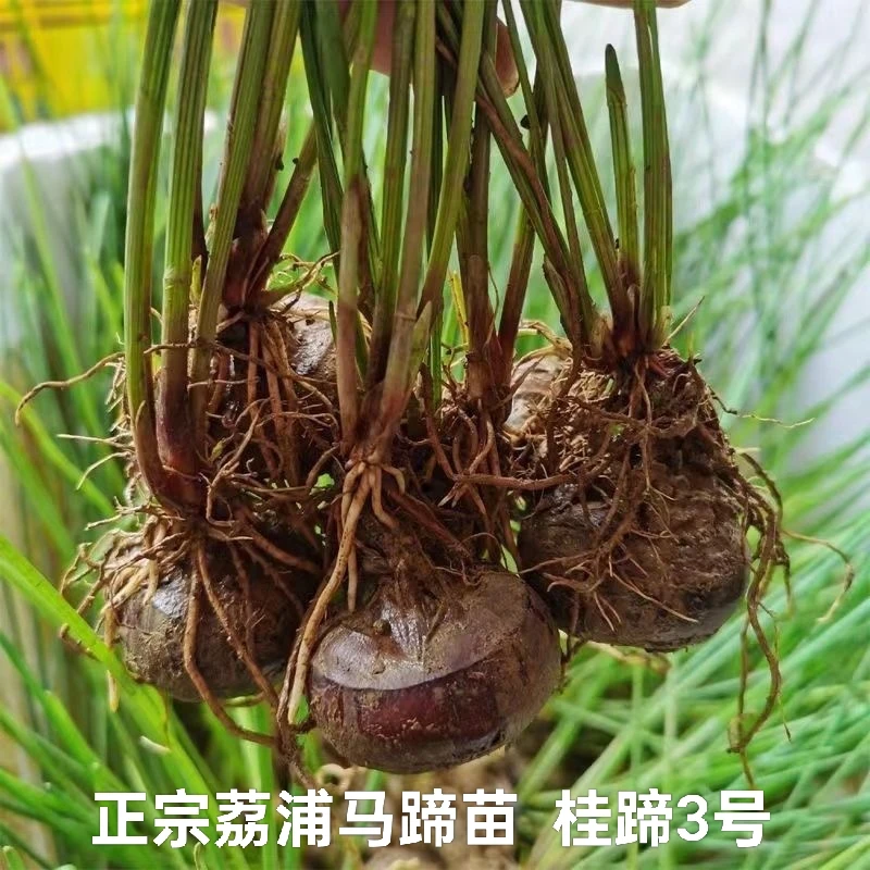 正宗荔浦优质马蹄荸荠苗高产马蹄苗种植栽培人工培育红皮水果马蹄