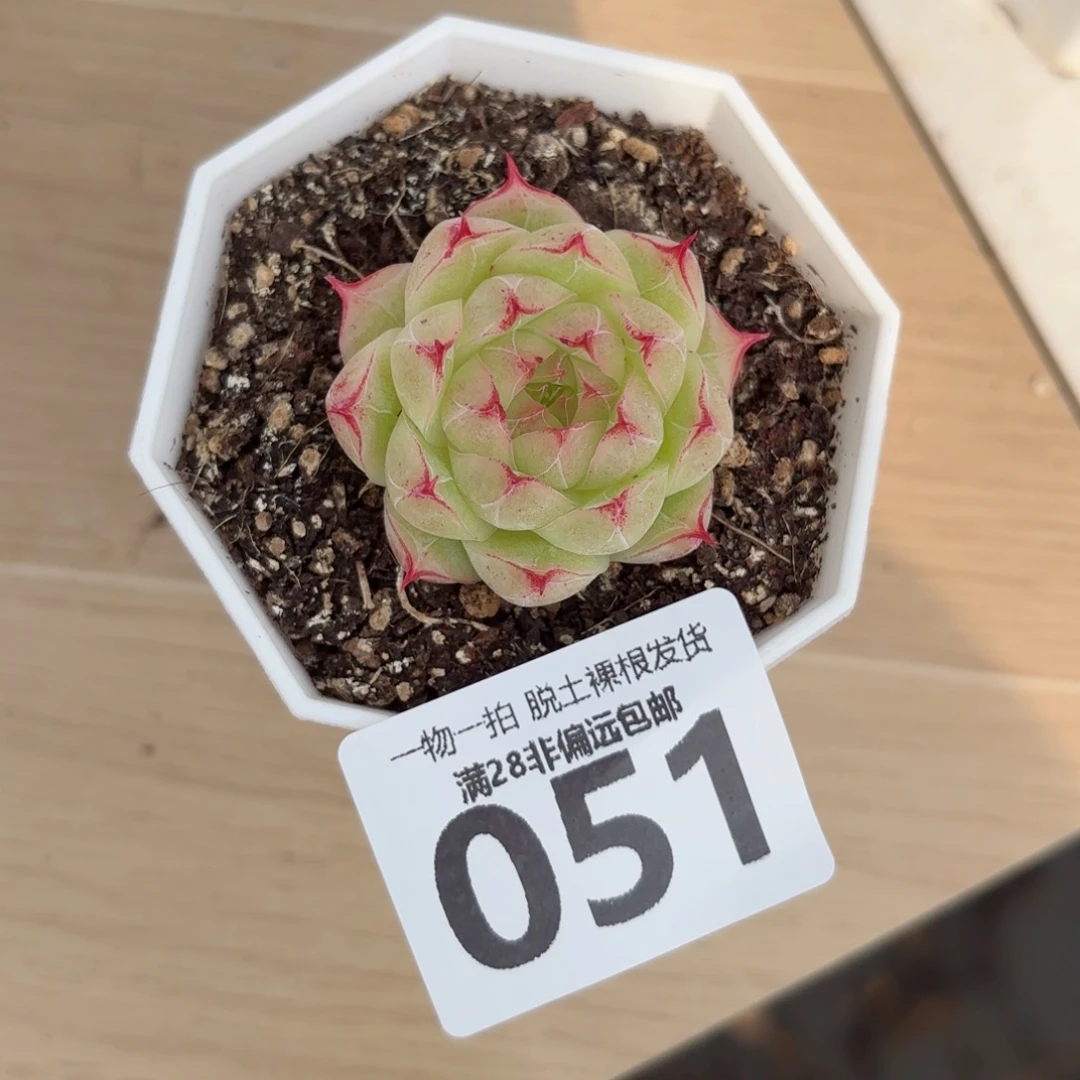 莲华单头无盆土发货