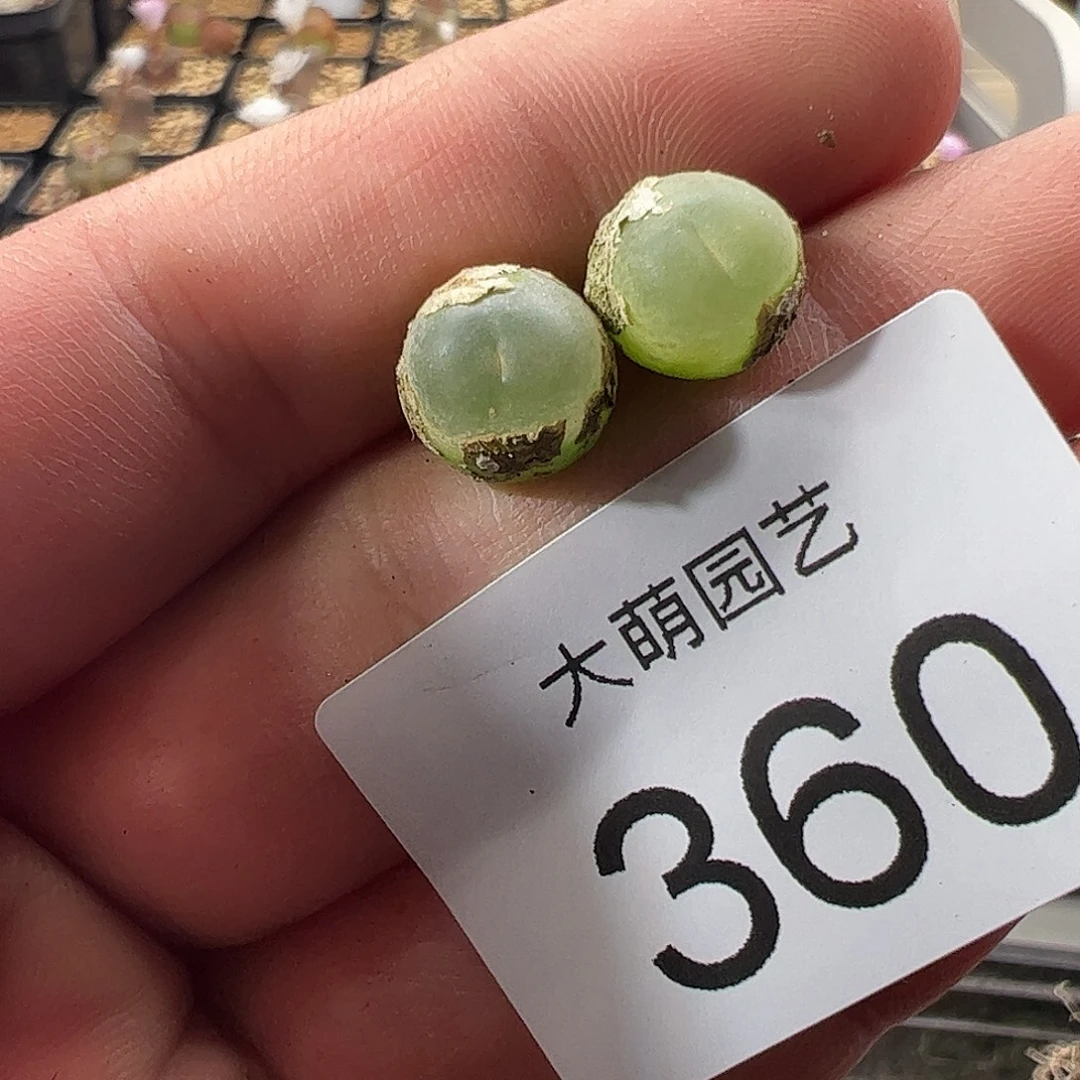 一物一拍有疤福利360