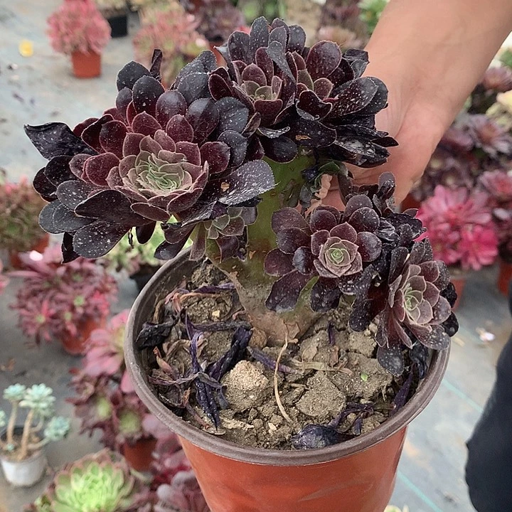 蓉*麽279欧紫缀多肉植物