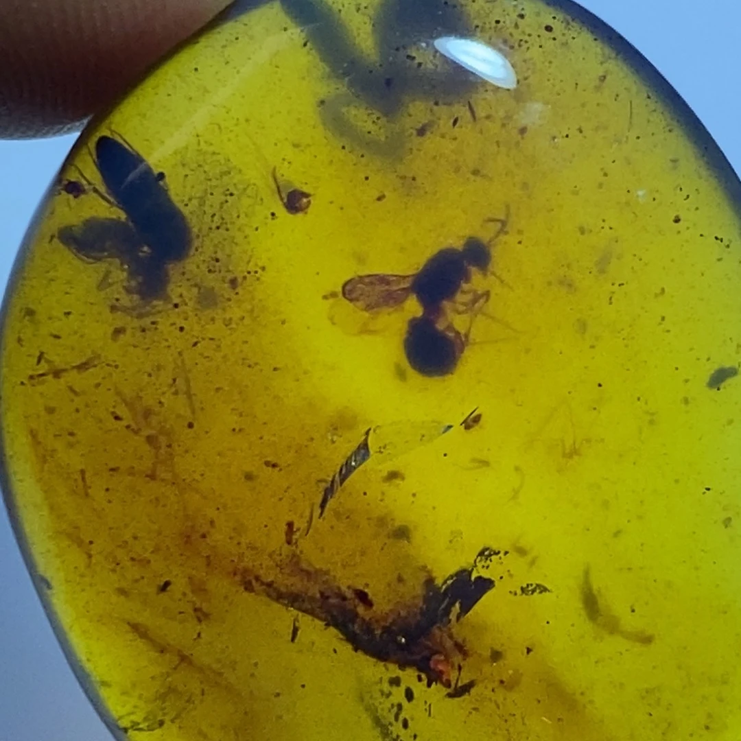 未镶嵌琥珀裸石虫珀