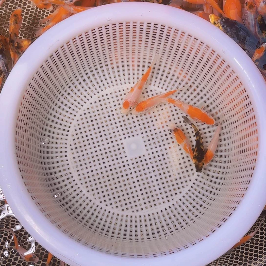 隔***年海水锦鲤的尾巴是