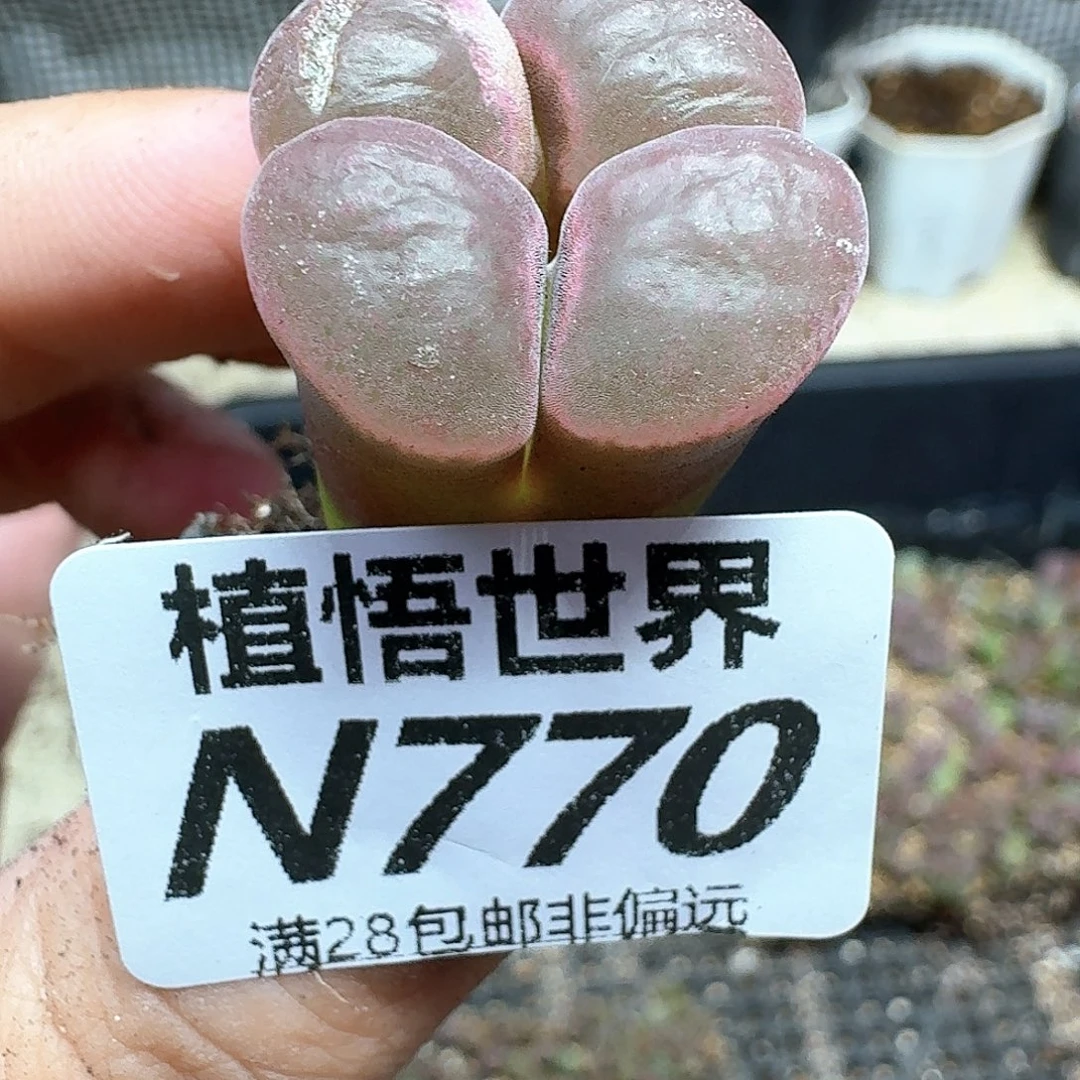 多肉植物的润泽法vgg