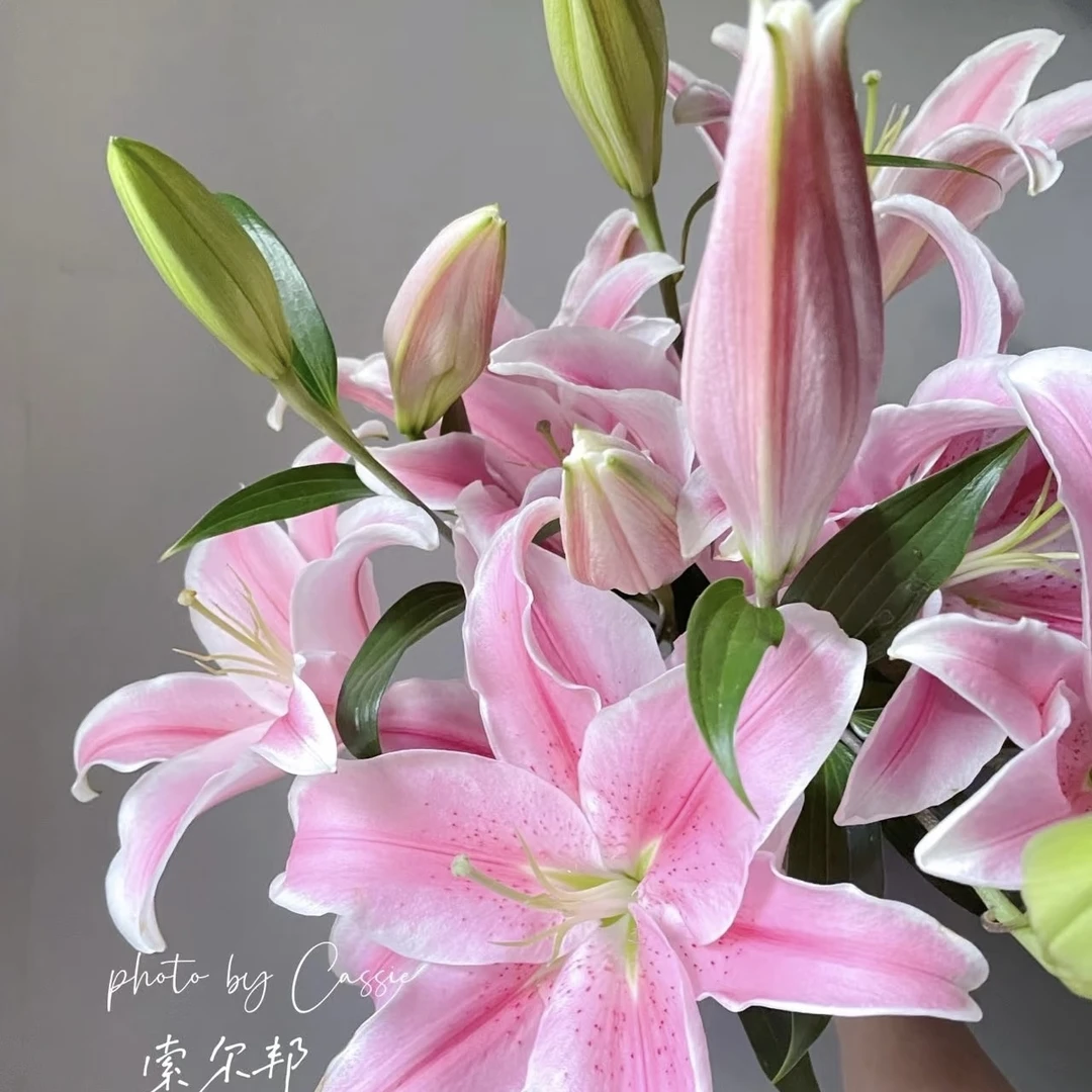 1.【索尔邦】香水百合任意两单升级顺丰/德邦空运一单坏损20%不售后