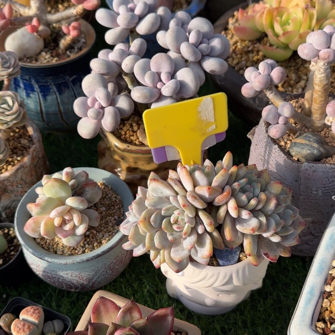 木***易多肉植物加一个小美女花盆