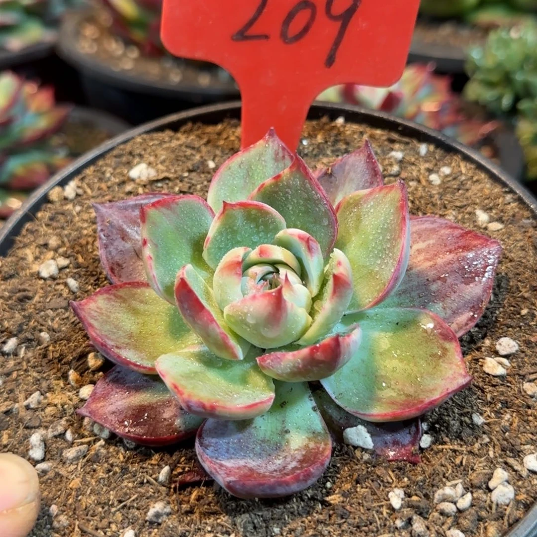 惊鸿一物一拍包装收缩花旱209