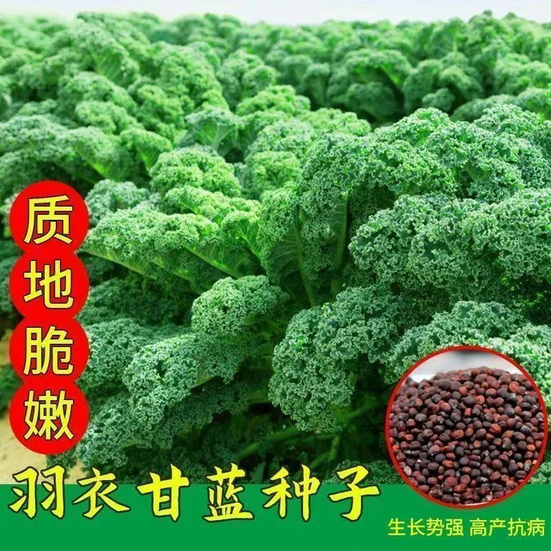 【102】羽衣甘蓝种子家庭阳台小院盆栽地栽