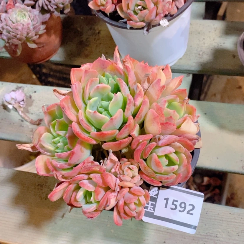 【闪购商品】杂1592