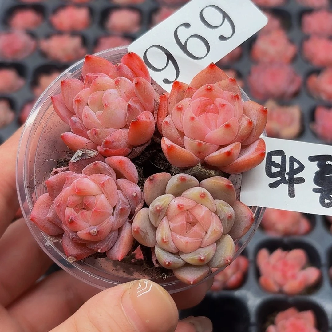 多肉植物多肉植物969量拍