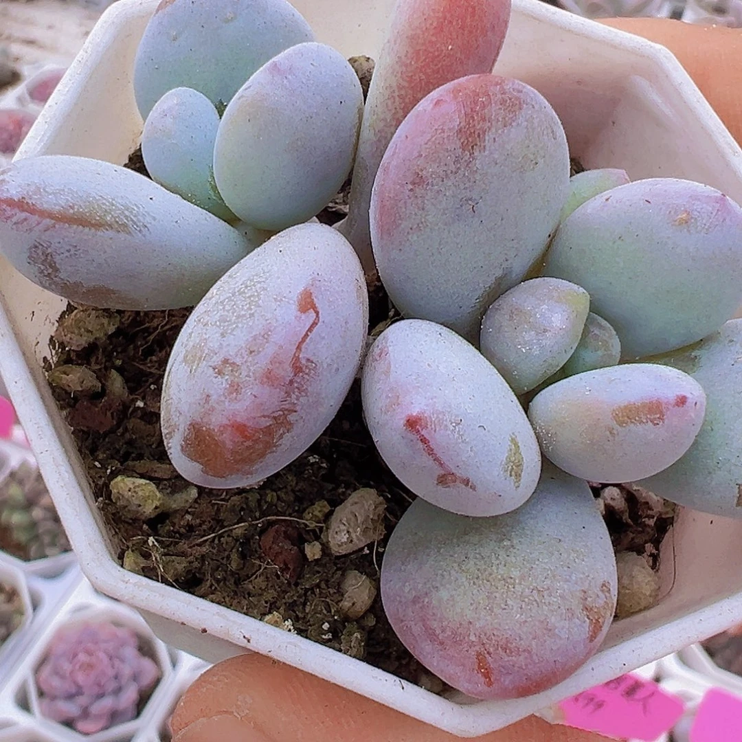 双头雪美人19包邮