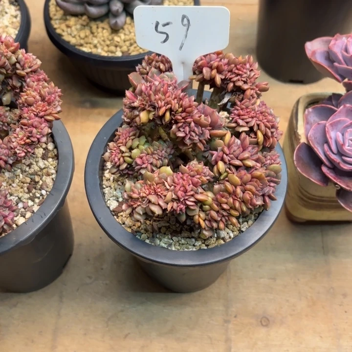 多肉植物，大红袍缀59号