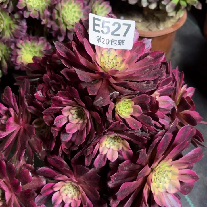 瑞妈多肉植物527