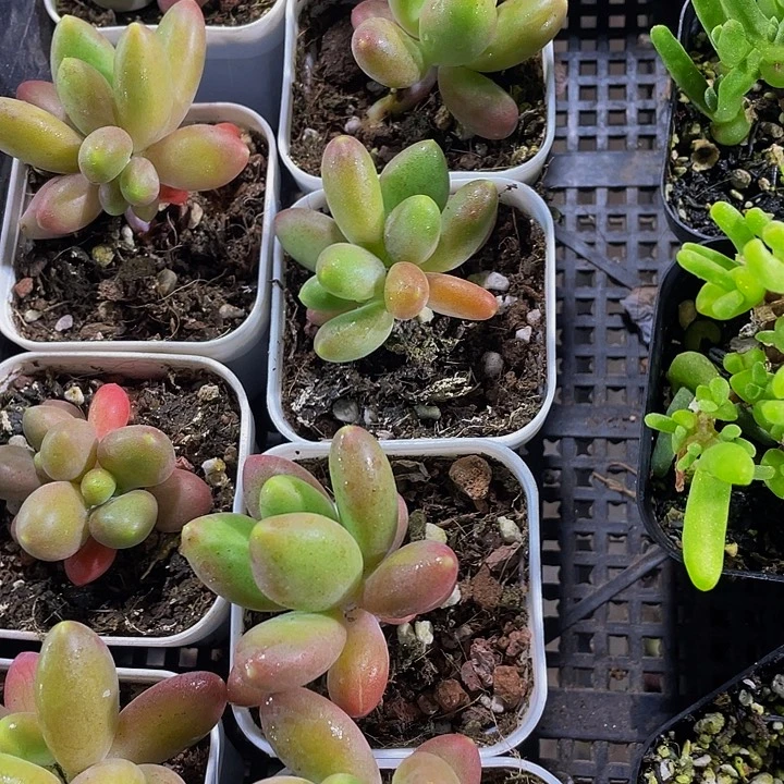 芒果奶带盆土发货