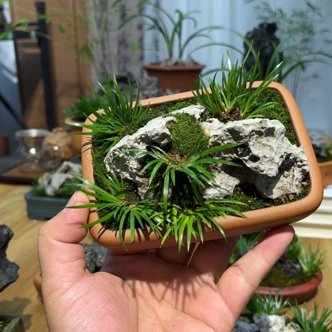 南**。紫砂花盆➕菖蒲