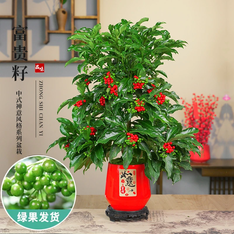 （带绿果发货）富贵籽盆栽室内植物客厅窗台办公室腰缠万贯万卉