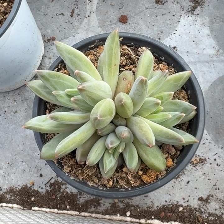 美人杂交 一物一拍