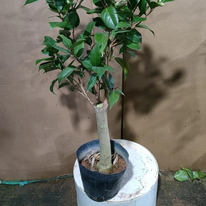 194墨川，原盆原土发货，不包邮