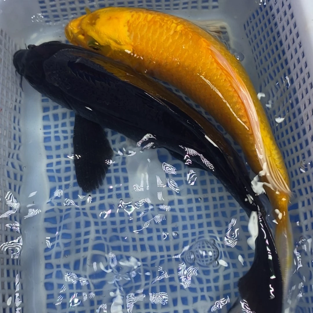 锦鲤冷水锦鲤包邮