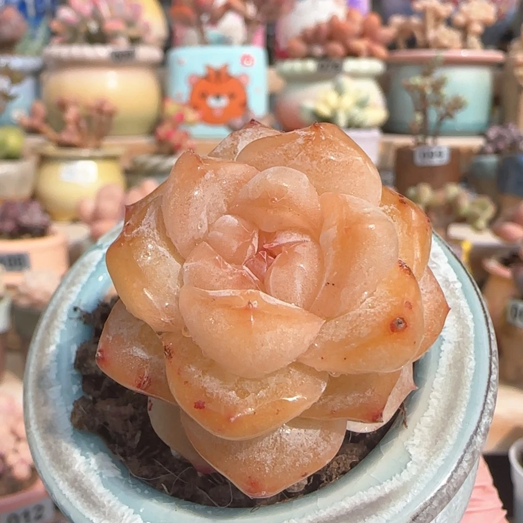 优选 高品质稀有粉钻 一物一拍