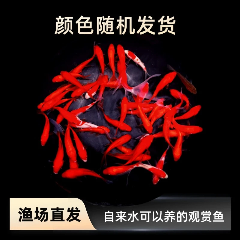 精品4-6厘米25条好养耐活的冷水观赏草金鱼适合家庭饲养精品金鱼
