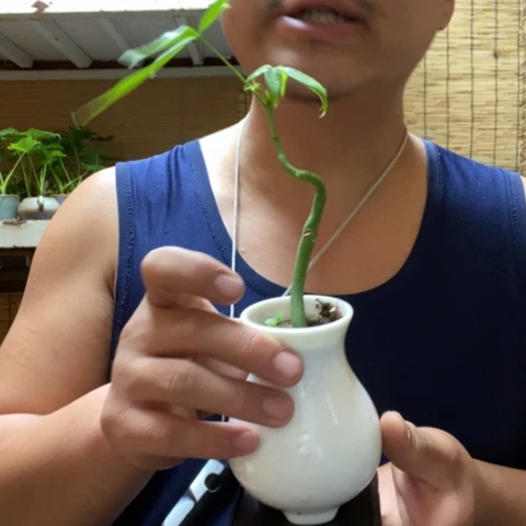 红陶一物一拍所见即所得223