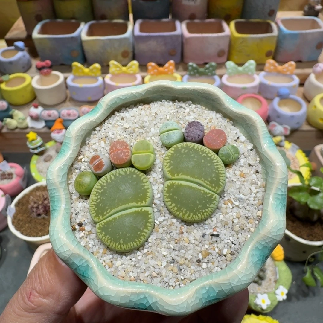 蘑菇1384彩拼脚丫多肉植物