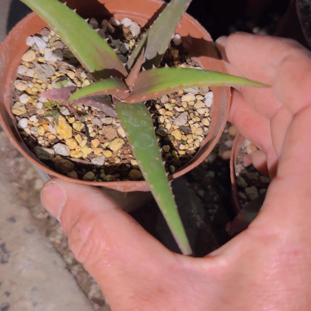 丰块根植物块根植物