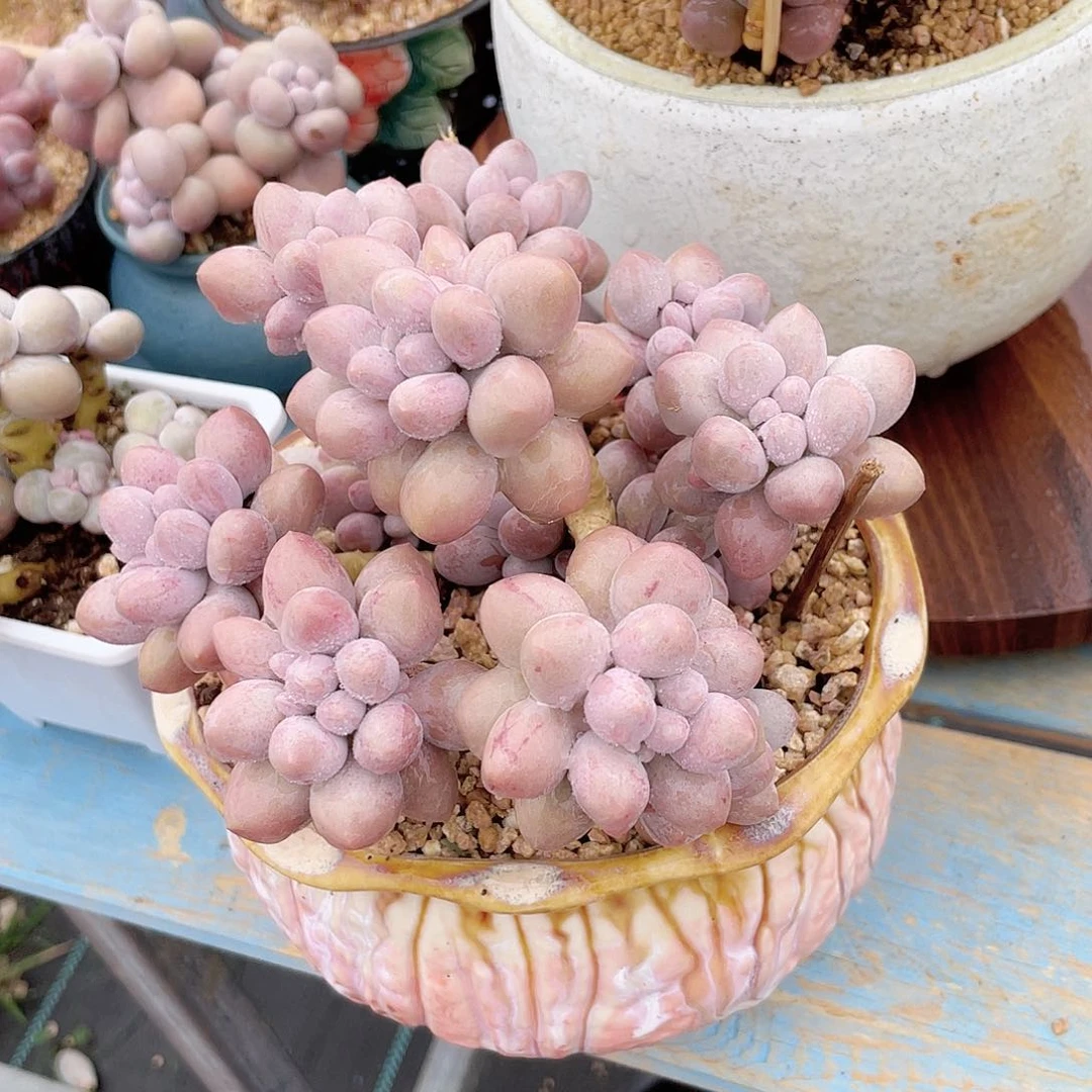 杳*多肉老桩漂亮