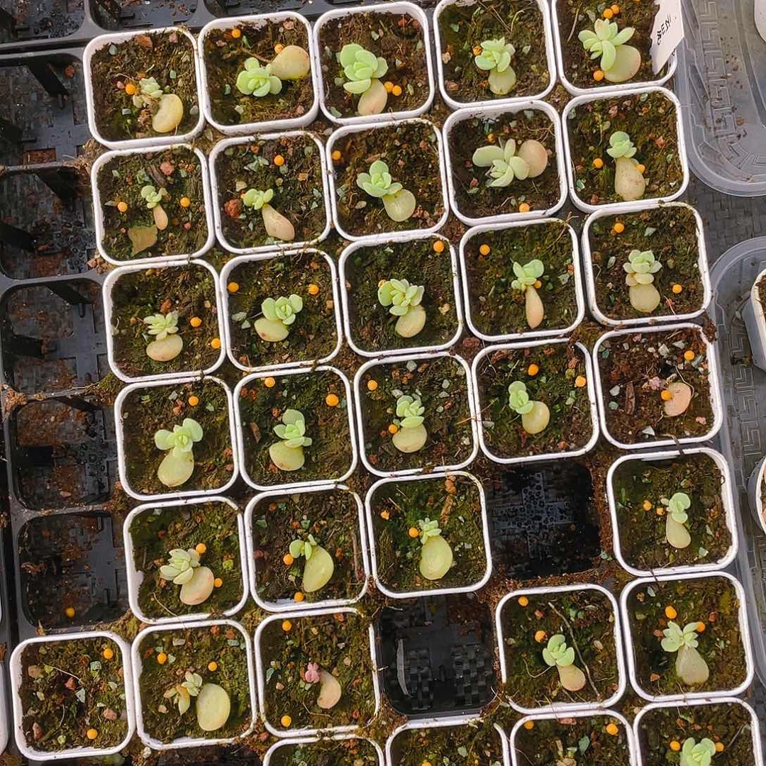 小云岚一个满25包邮