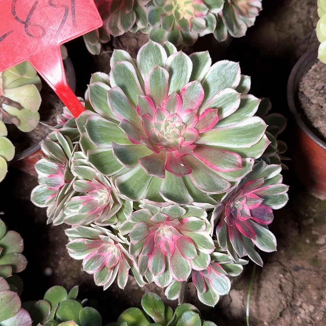 4-839孔雀翎多肉法师