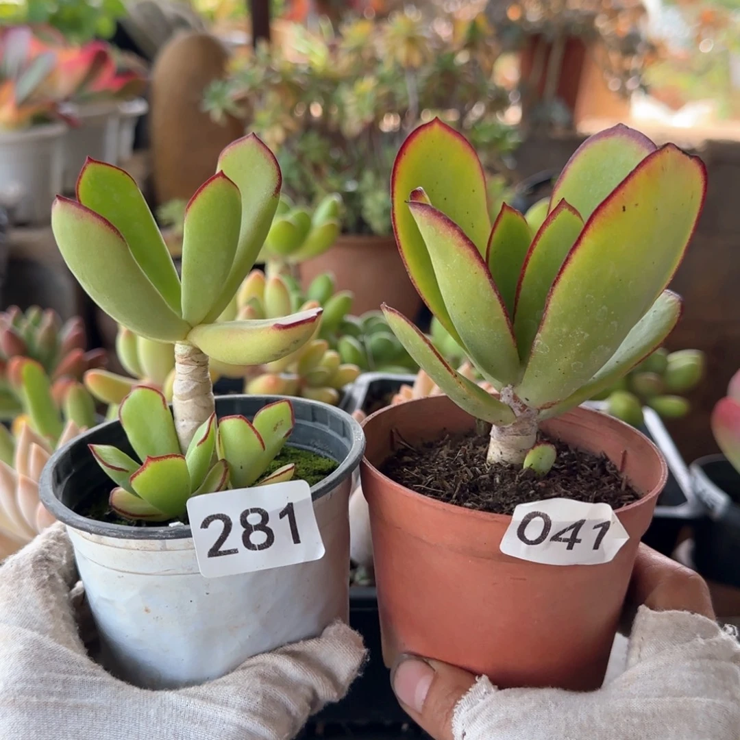 281 041号 一物一拍 一对