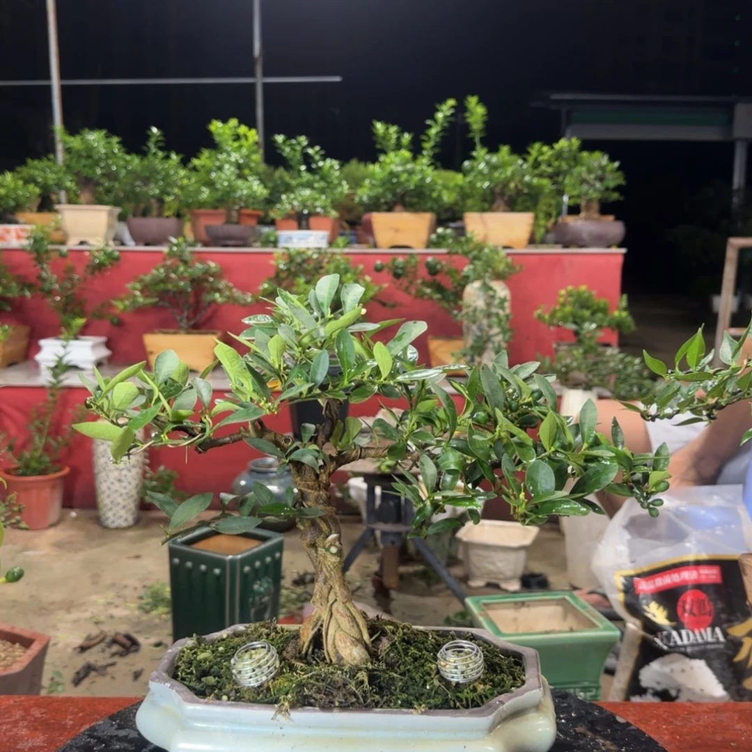 当前无花朵，栽培后可花朵珍*惜