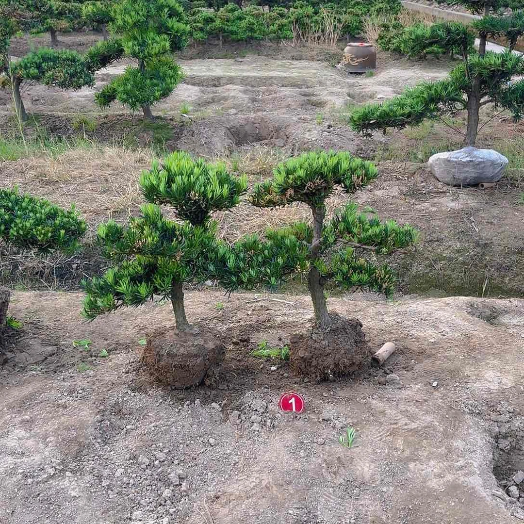 无花朵用****41478521447411455887