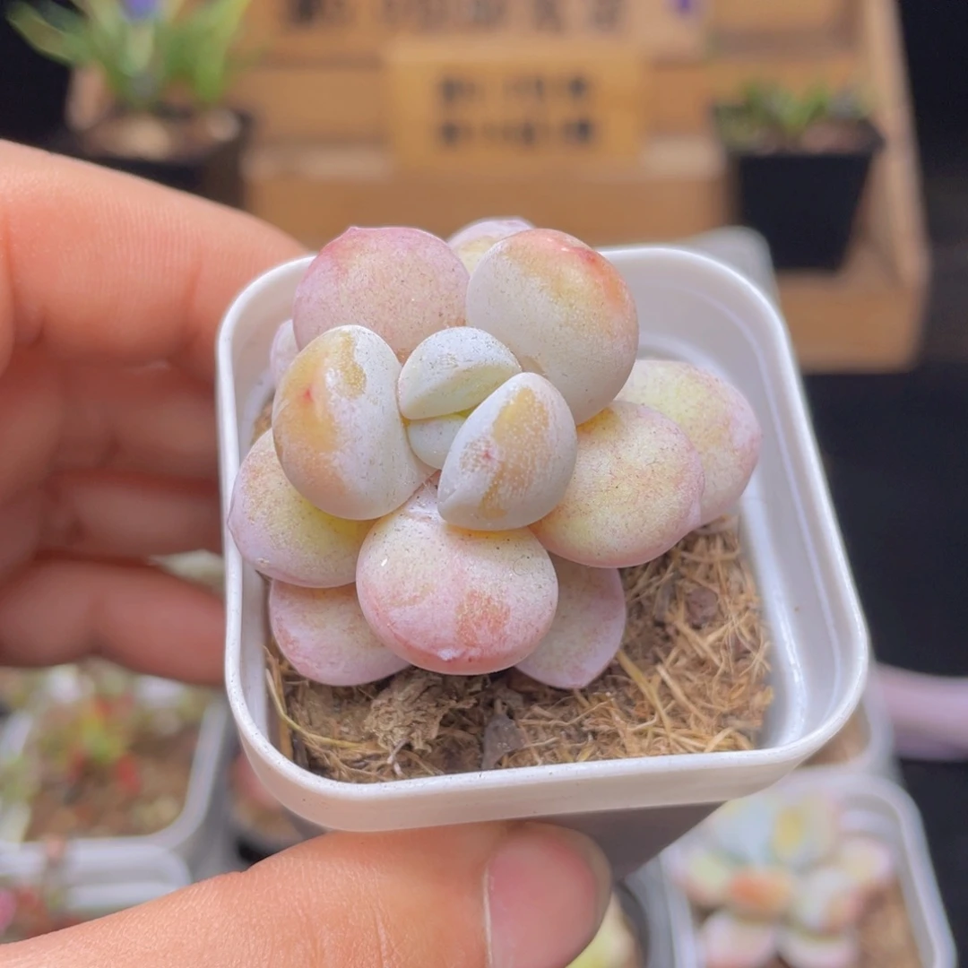 雪美人多肉9.9包邮发货