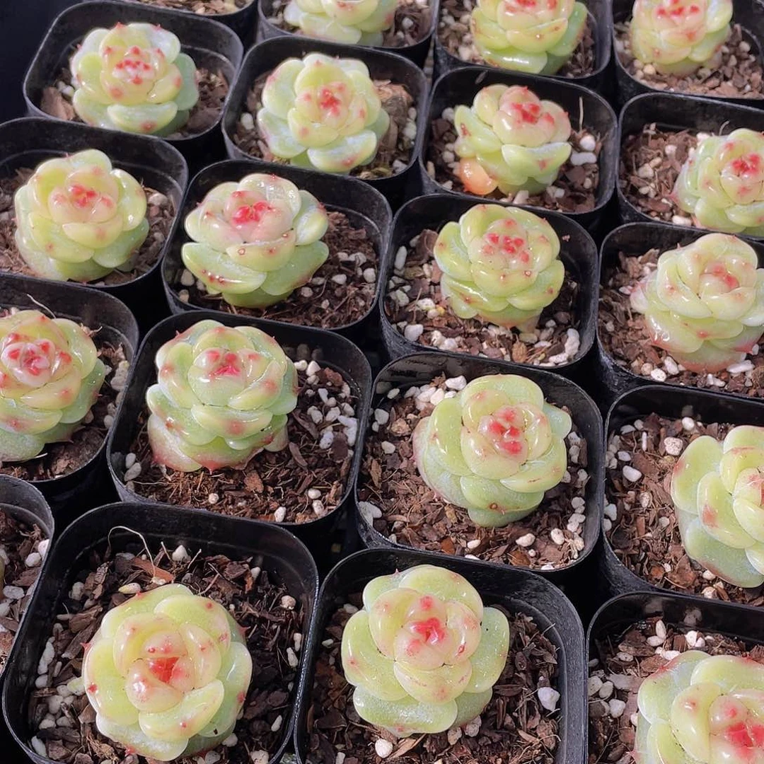 量拍149号 绿菩提珍妮单头一个