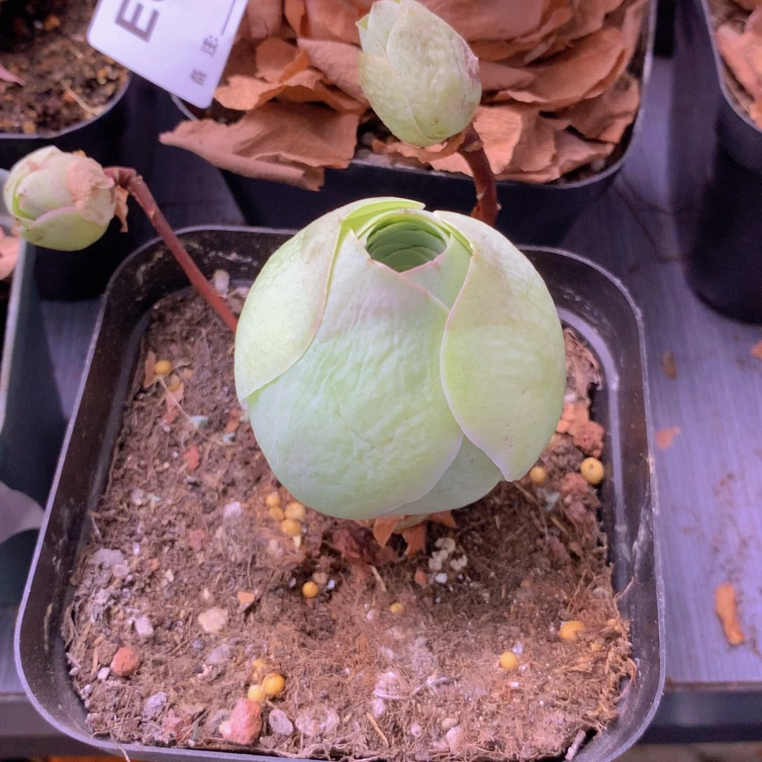 一物一拍星辰福利399