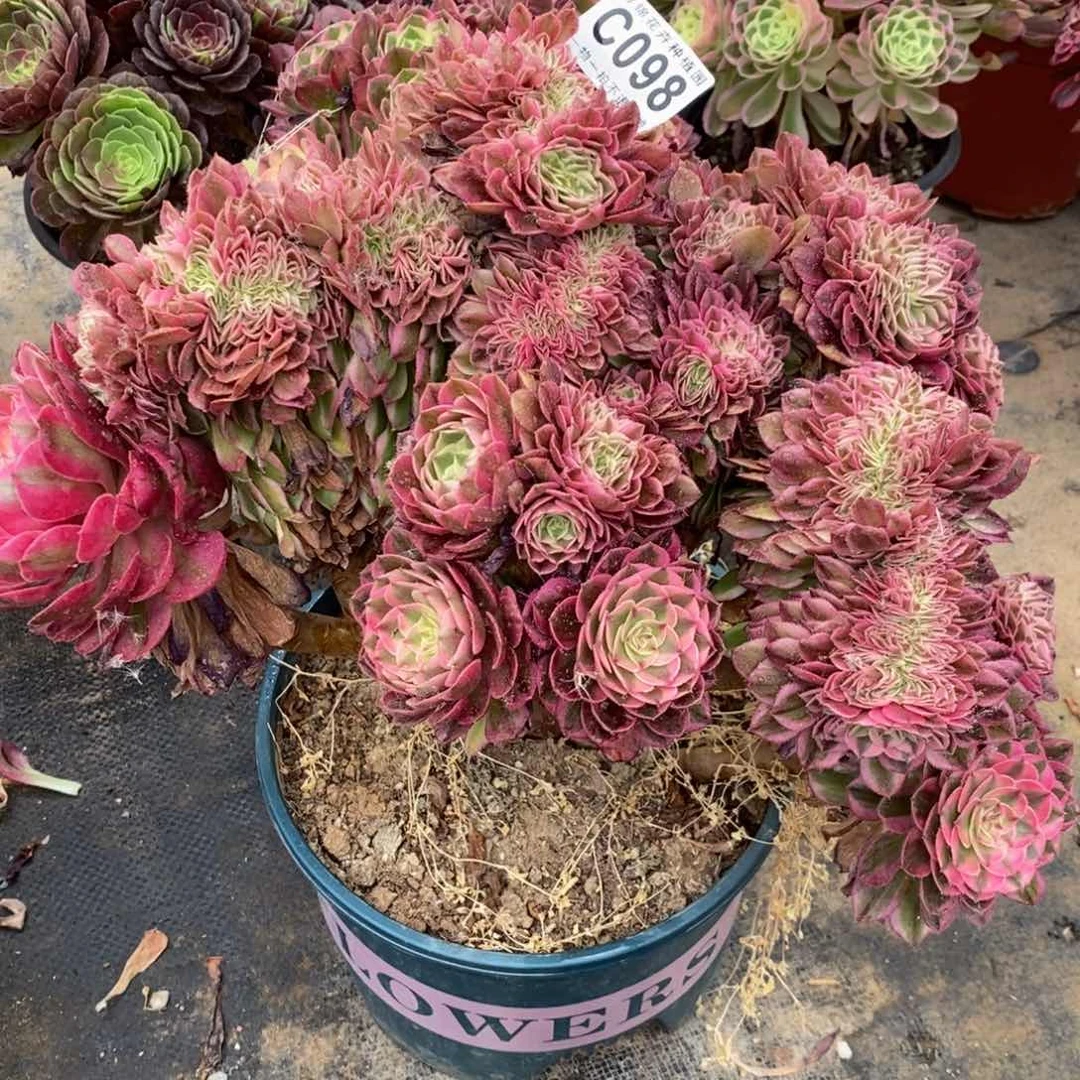 全部花朵098缀化老一荔枝