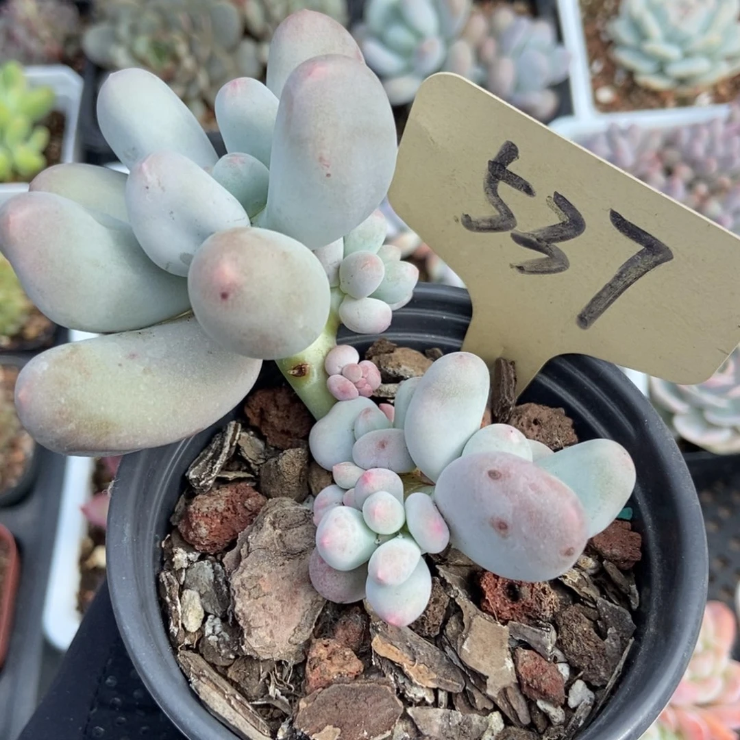 537米可奶多肉植物