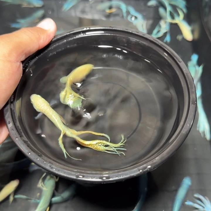 斗鱼直播间对图白蛇17