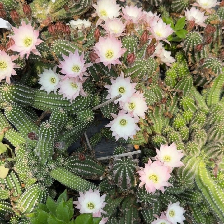 白檀仙人掌535侧芽一个