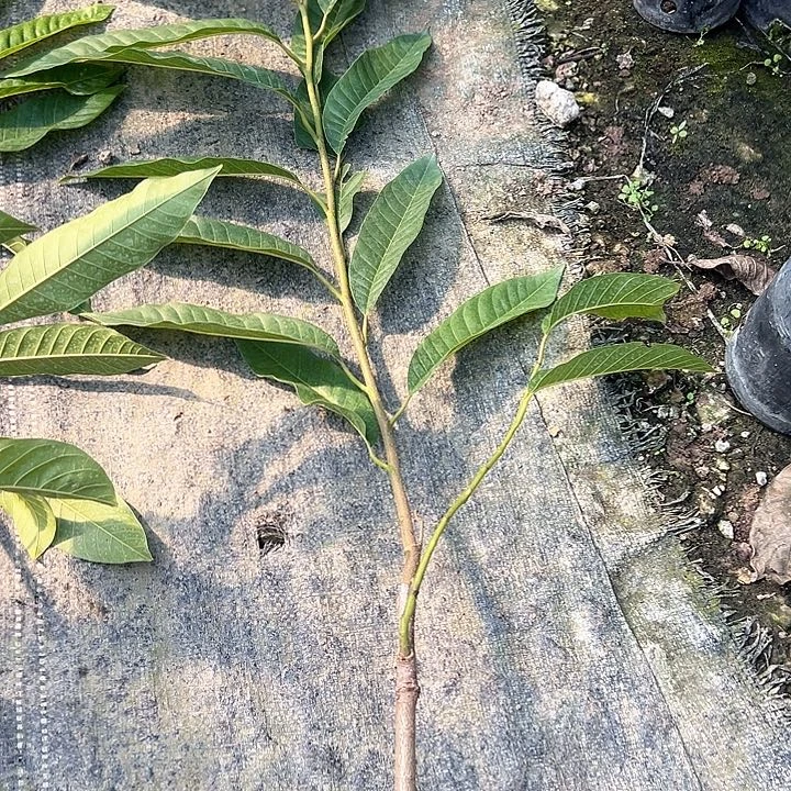 开***好天使24969997687586