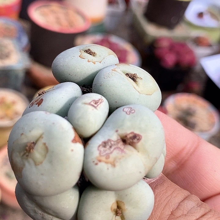 3533大嘴小红嘴一颗