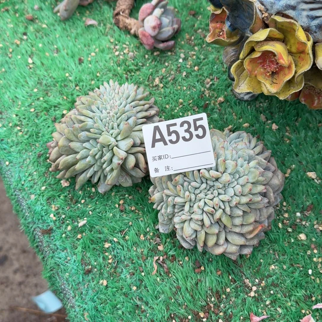 ?***.星影缀化呀呀呀呀