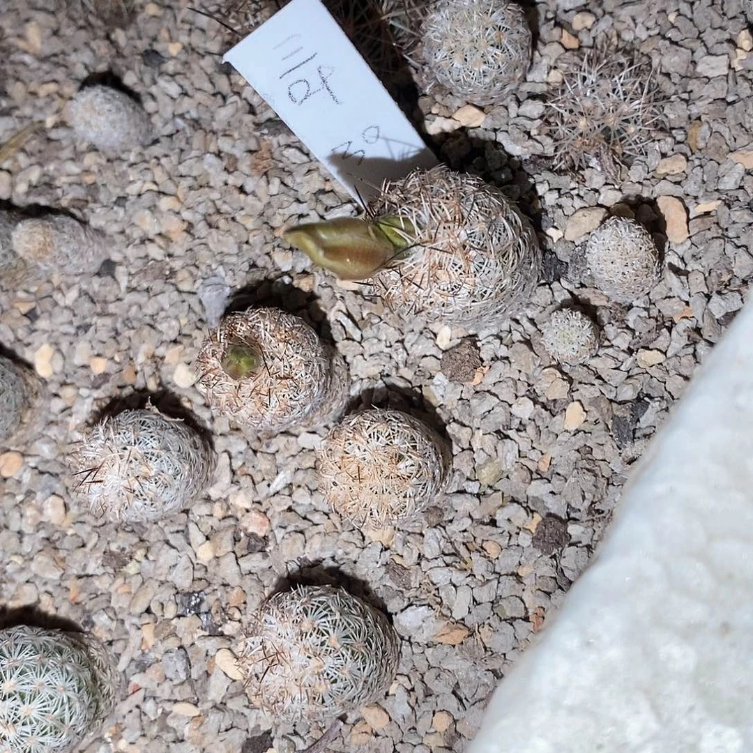 三*土土土花花花花花花花花