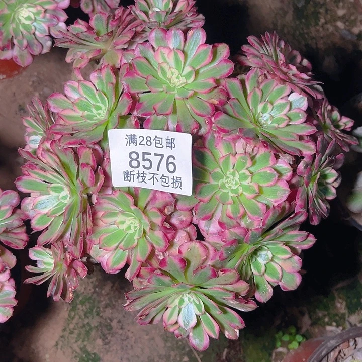 8576红铜白多肉植物